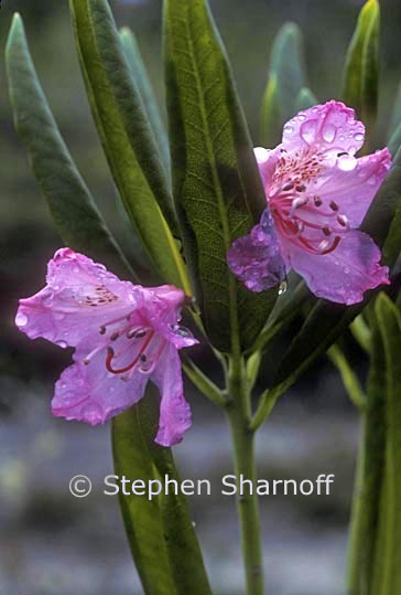 rhododendron macrophyllum 1 graphic